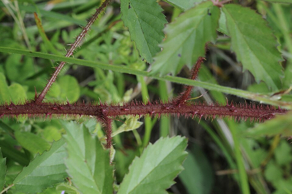 Rubus trivialis (southern dewberry)