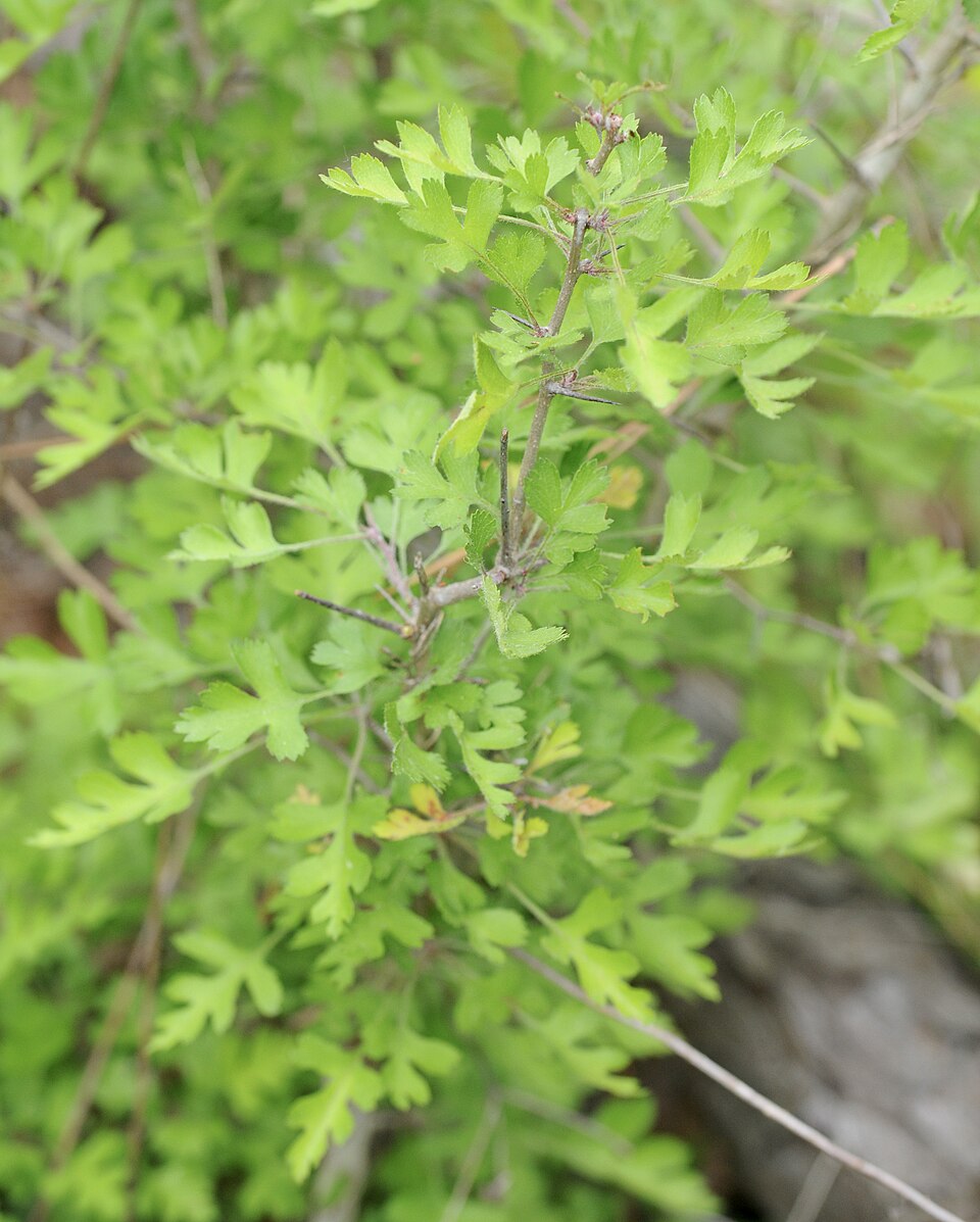 Crataegus marshallii (parsley hawthorn) (alternate view 9)