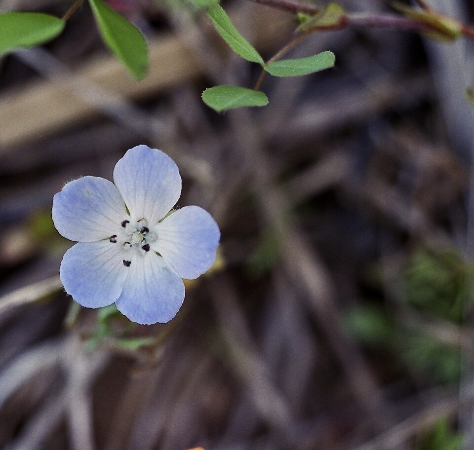 Nemophila phacelioides (Texas baby blue eyes) (alternate view 7)