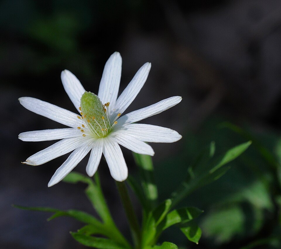 Anemone berlandieri (Tenpetal Anemone) (alternate view 5)