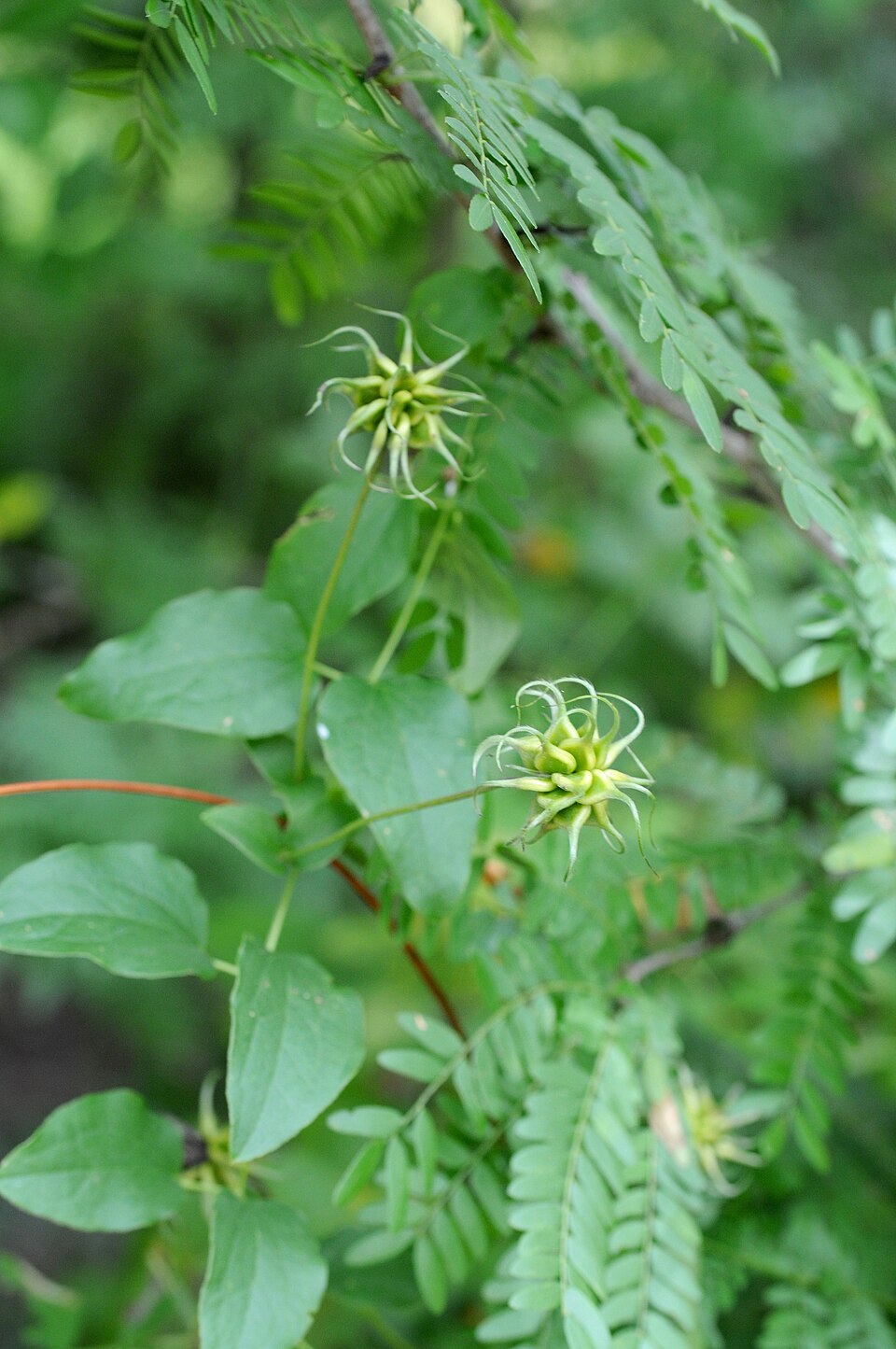 Clematis pitcheri (Pitcher's leatherflower) (alternate view 4)