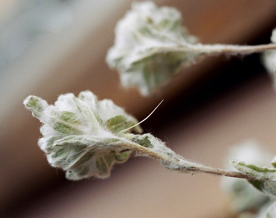 Diaperia prolifera (flathead rabbit tobacco) (alternate view 4)
