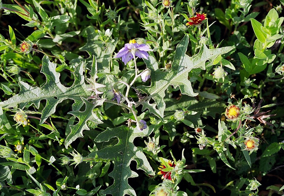 Solanum dimidiatum (western horsenettle) (alternate view 6)