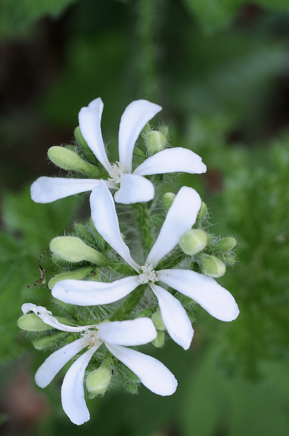 Cnidoscolus texanus (Texas Bull Nettle) (alternate view 10)