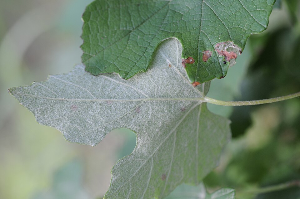 Vitis mustangensis (mustang grape) (alternate view 7)