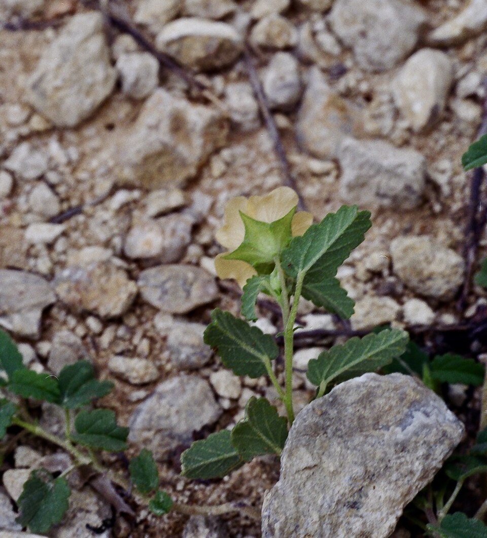 Sida abutilifolia (spreading sida) (alternate view 10)