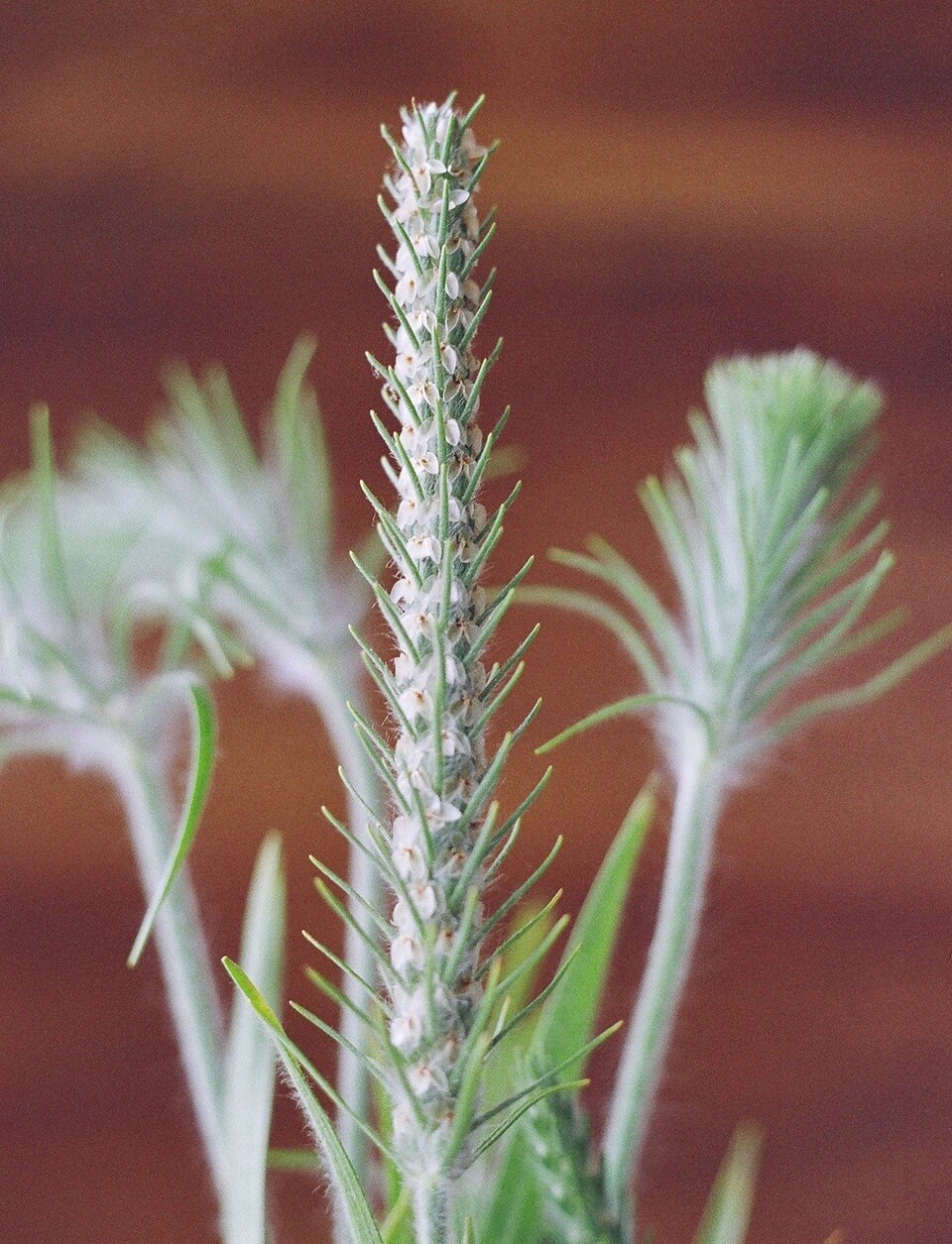 Plantago aristata (bracted plantain) (alternate view 8)