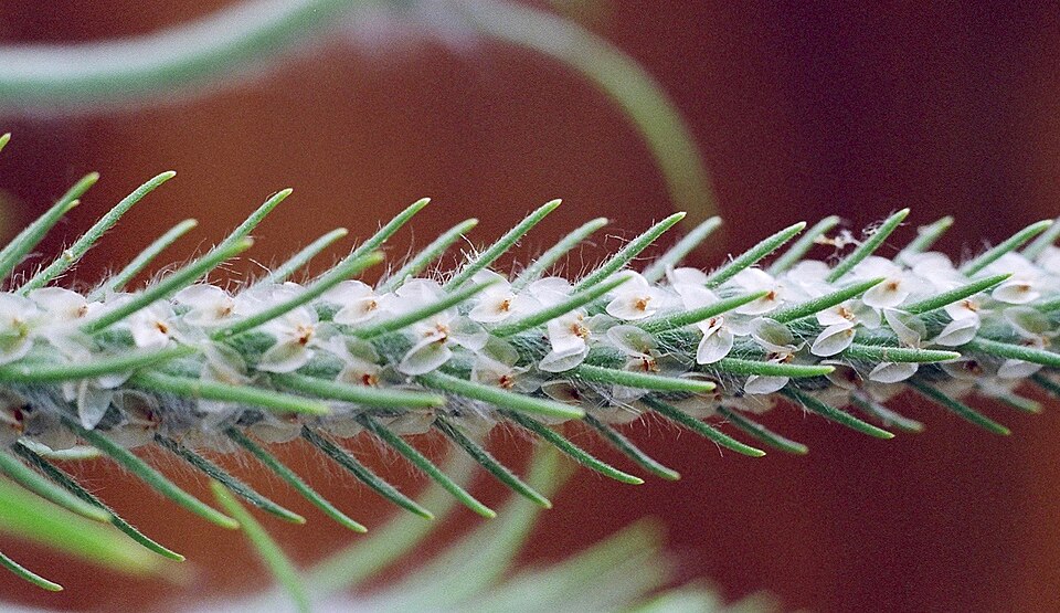 Plantago aristata (bracted plantain) (alternate view 9)