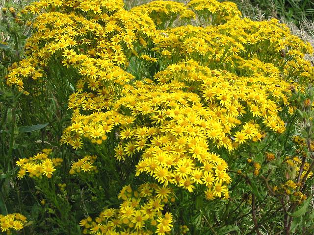 Jacobaea vulgaris (tansy ragwort)