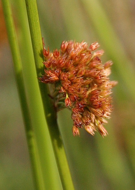Juncus conglomeratus (Compact Rush)