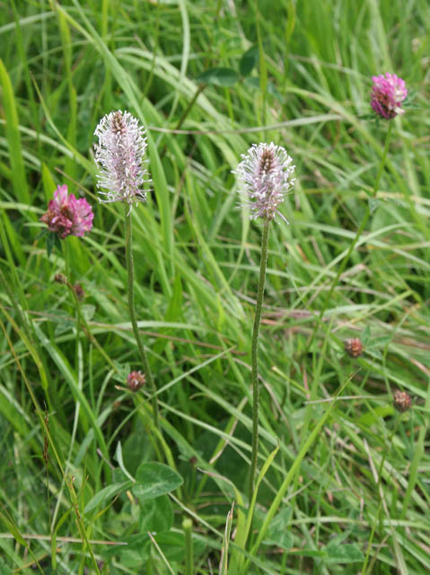 Plantago media (Hoary Plantain)