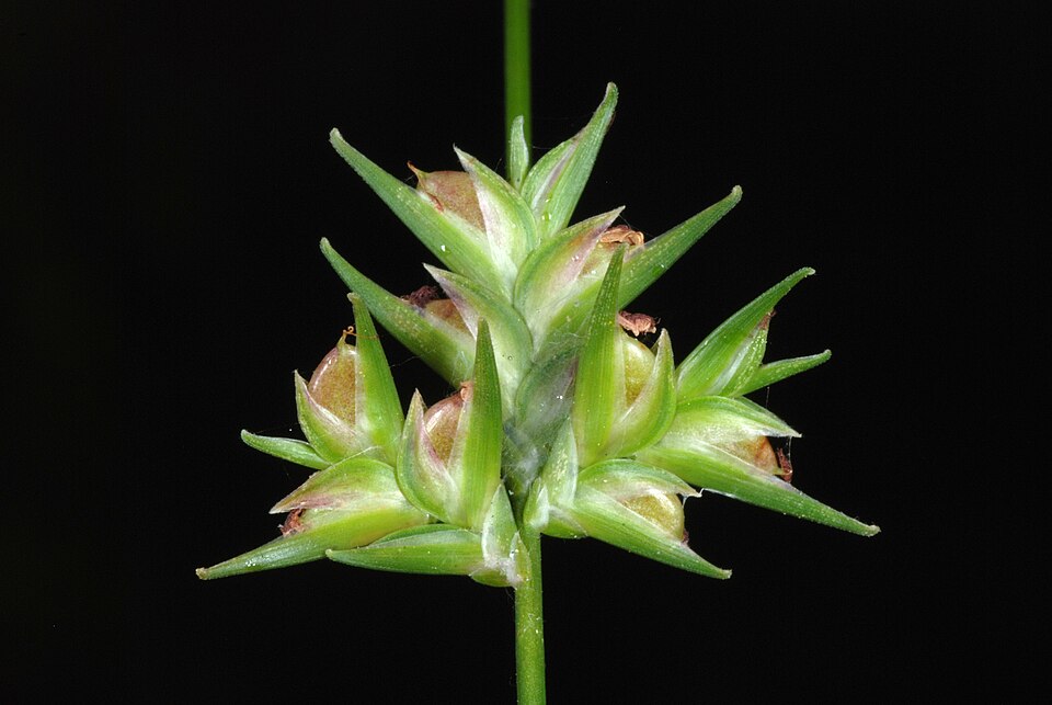 Chasmanthium laxum (Slender Woodoats) (alternate view 9)