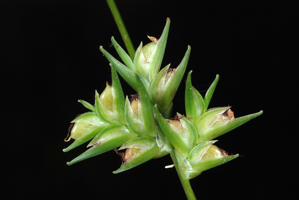 Chasmanthium laxum (Slender Woodoats) (alternate view 10)
