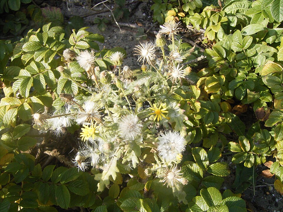 Senecio viscosus (Sticky Groundsel)