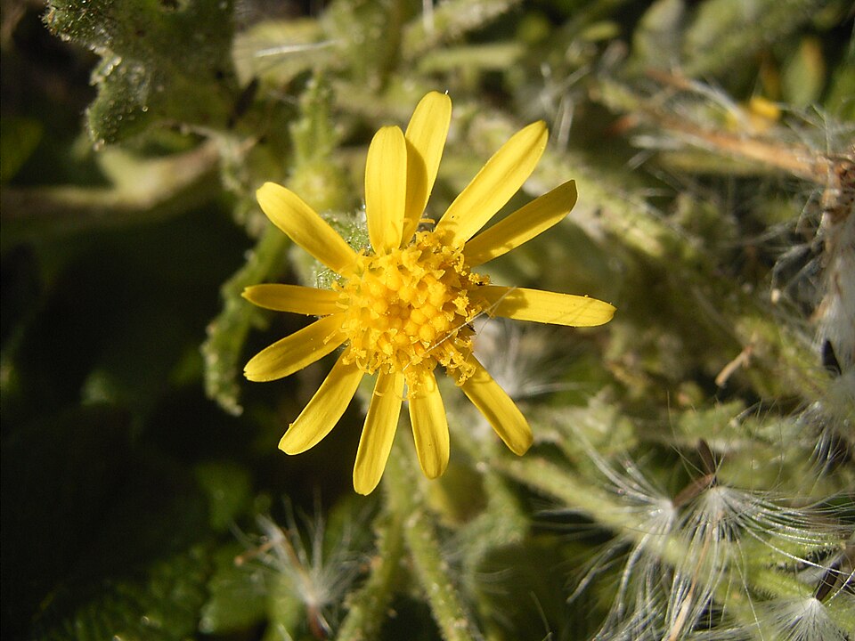 Senecio viscosus (Sticky Groundsel)