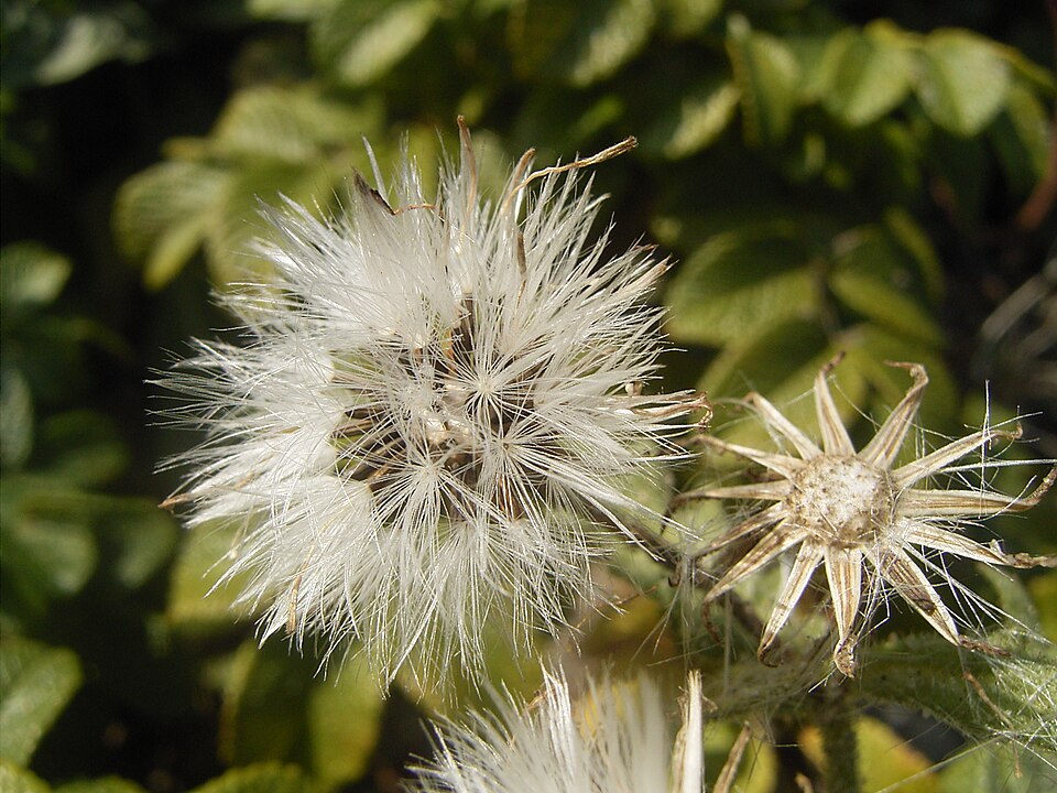 Senecio viscosus (Sticky Groundsel)