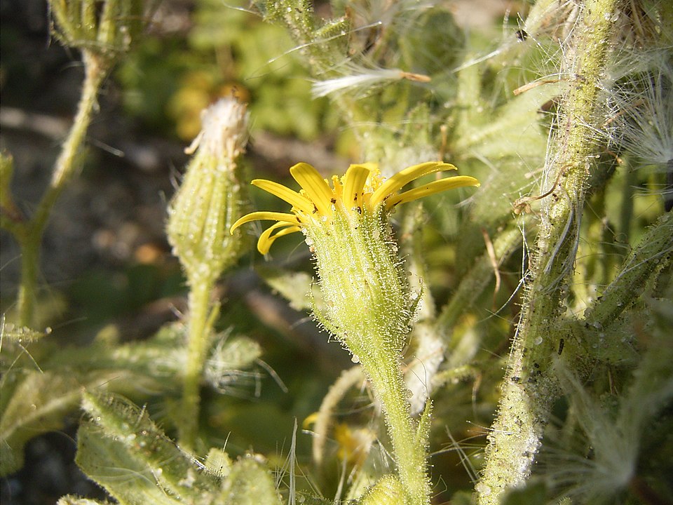 Senecio viscosus (Sticky Groundsel)