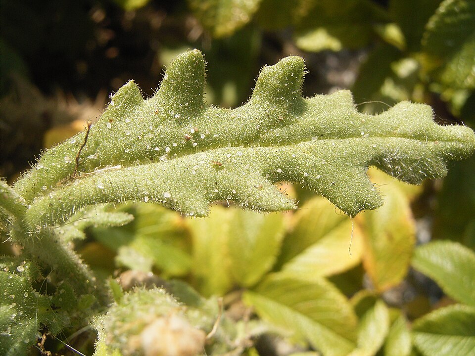 Senecio viscosus (Sticky Groundsel)