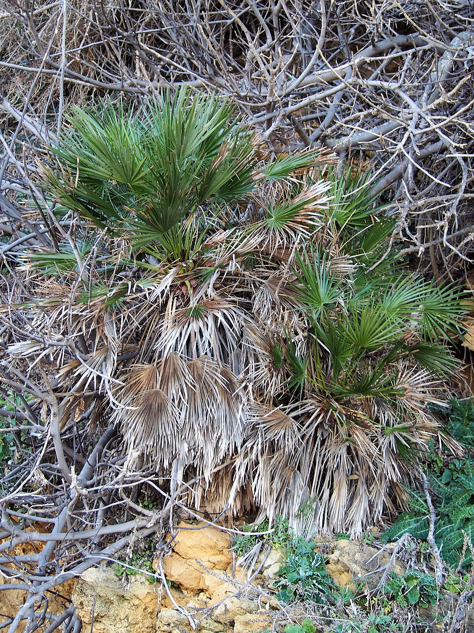 Chamaerops humilis (European Fan Palm) (alternate view 6)
