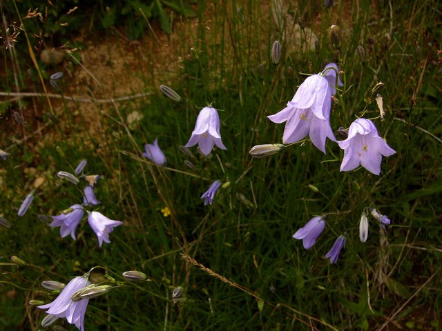 Campanula (bellflowers) (alternate view 6)