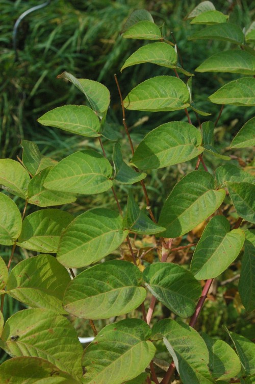 Aralia elata (Japanese angelica tree) (alternate view 8)