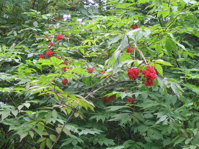 Sambucus racemosa (red elderberry)