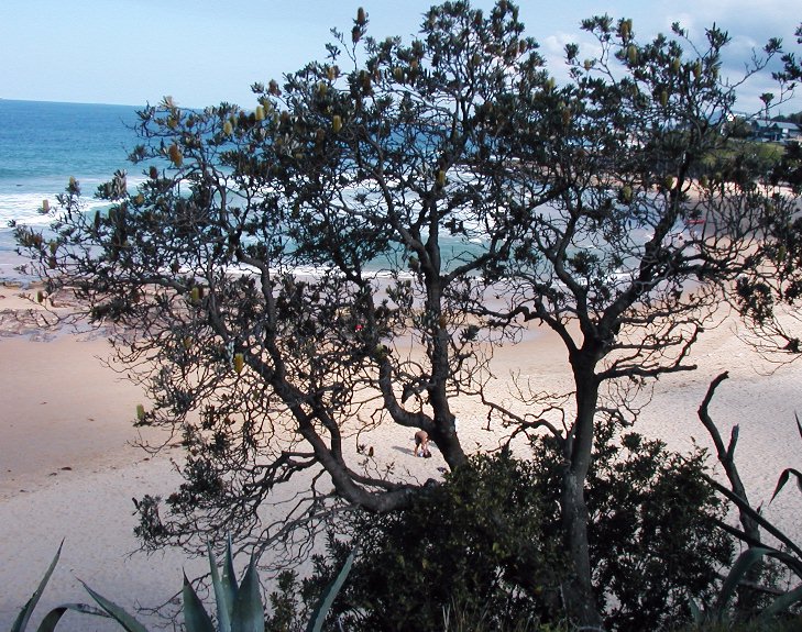 Banksia integrifolia (Coastal Banksia) (alternate view 3)