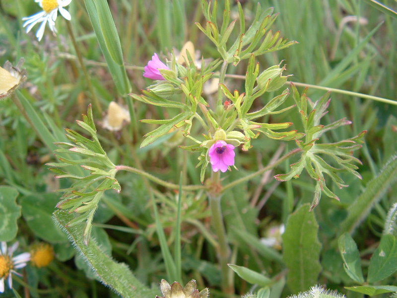 Geranium dissectum (Cut-leaved crane's-bill)