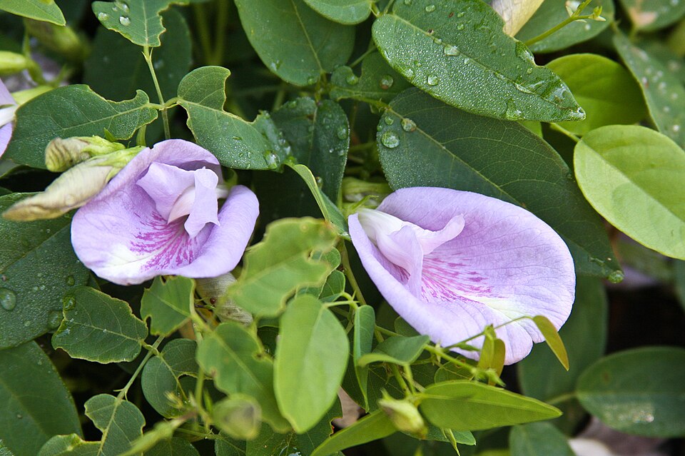 Clitoria mariana (Pigeonwings) (alternate view 9)