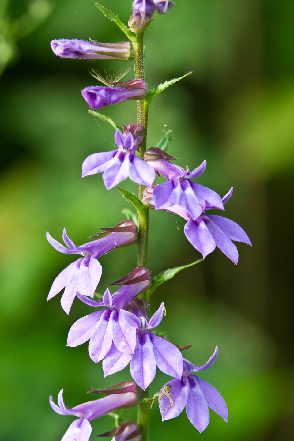 Lobelia puberula (downy lobelia) (alternate view 4)