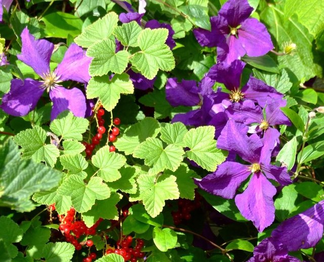 Ribes rubrum (Red Currant)