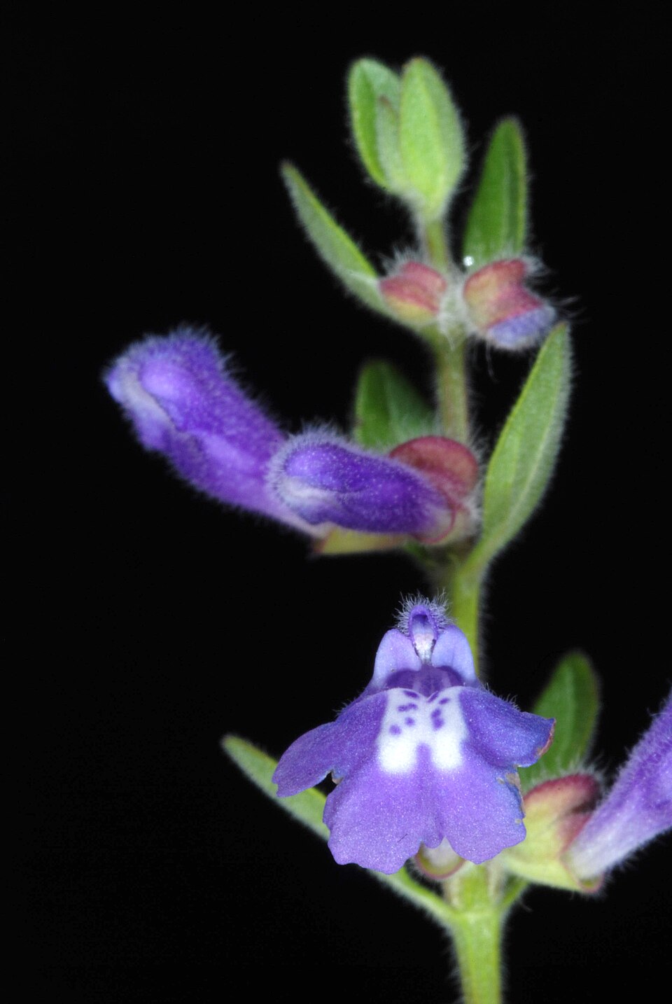 Scutellaria drummondii (Drummond's skullcap) (alternate view 7)