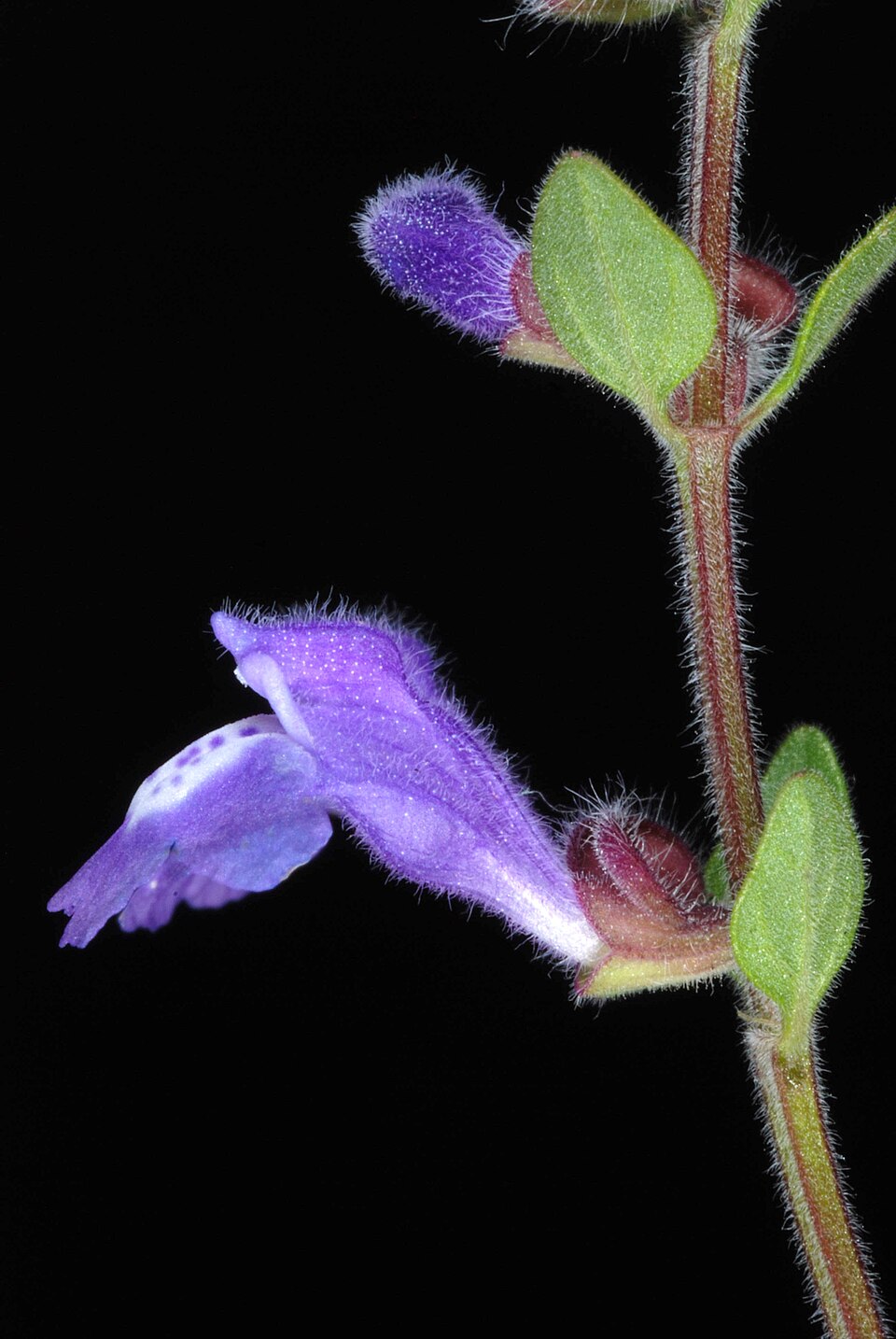 Scutellaria drummondii (Drummond's skullcap) (alternate view 8)