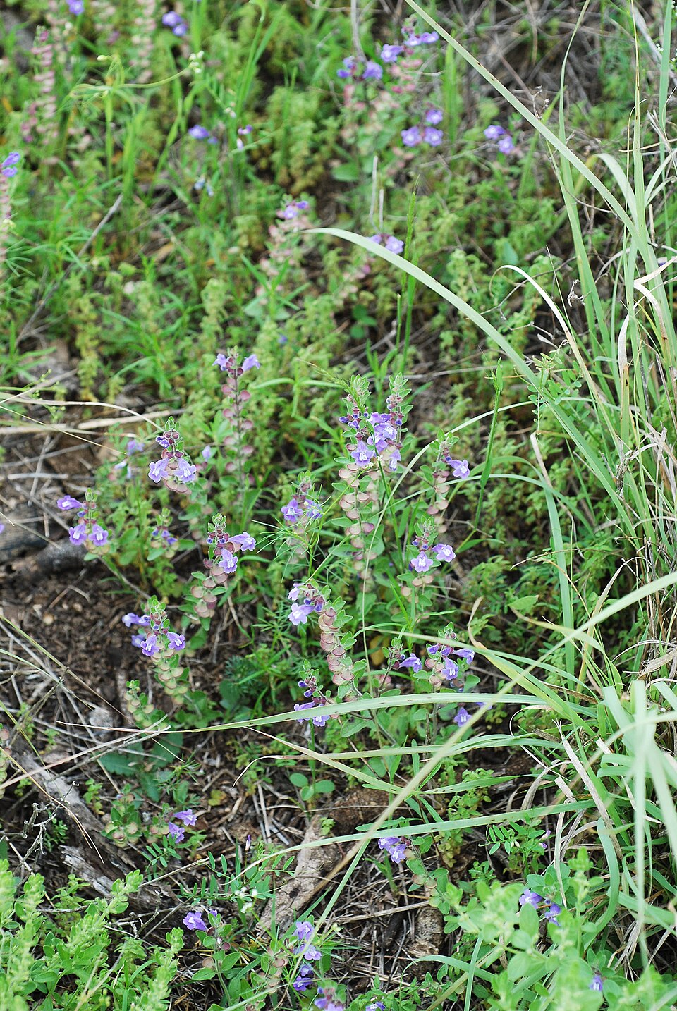 Scutellaria drummondii (Drummond's skullcap) (alternate view 9)