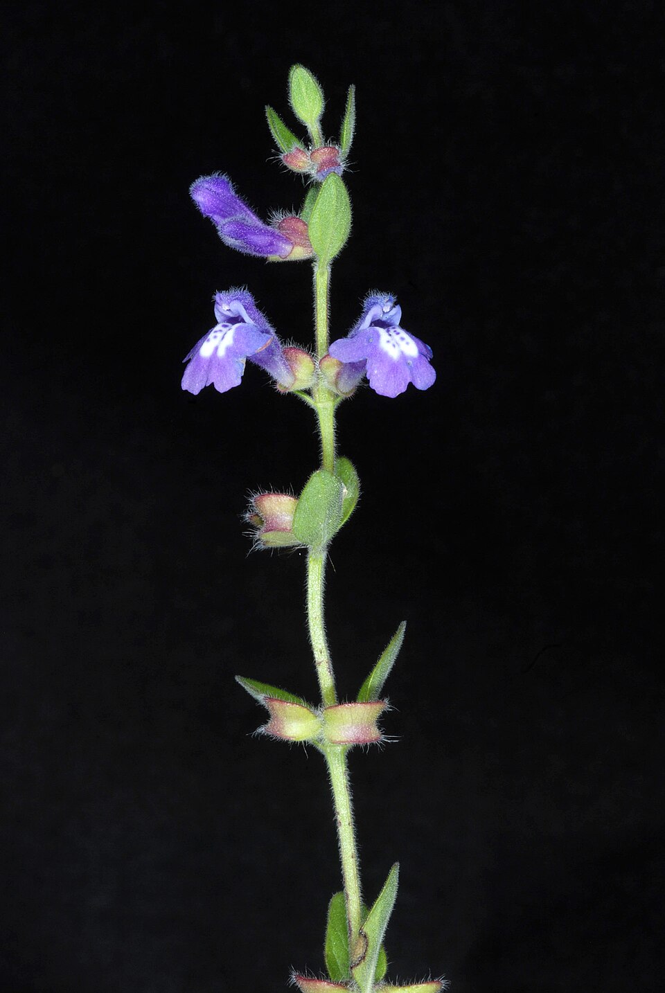 Scutellaria drummondii (Drummond's skullcap) (alternate view 10)