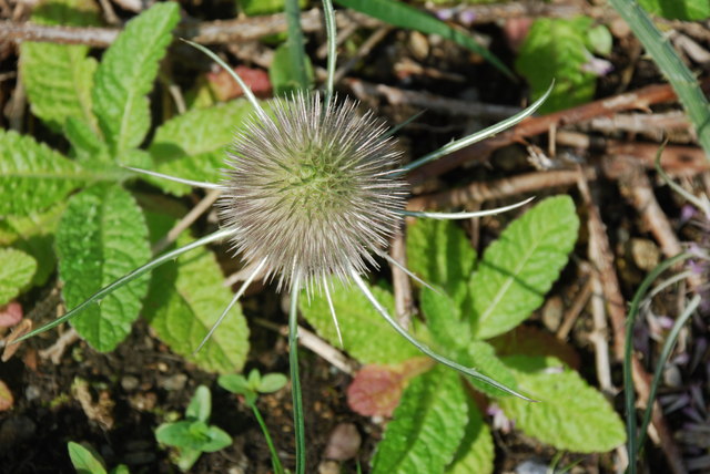 Dipsacus (teasels)