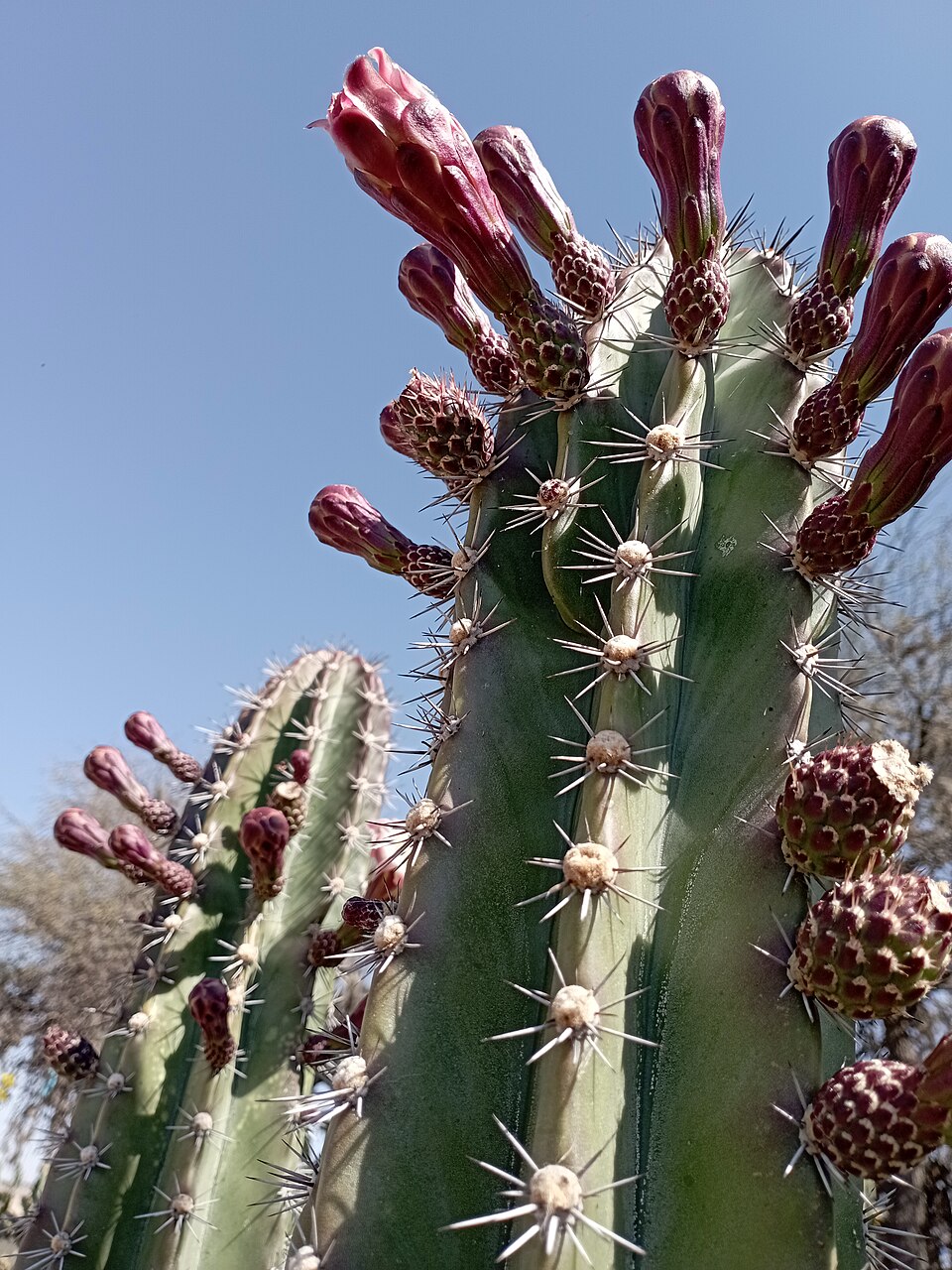 Stenocereus (Pitayas)