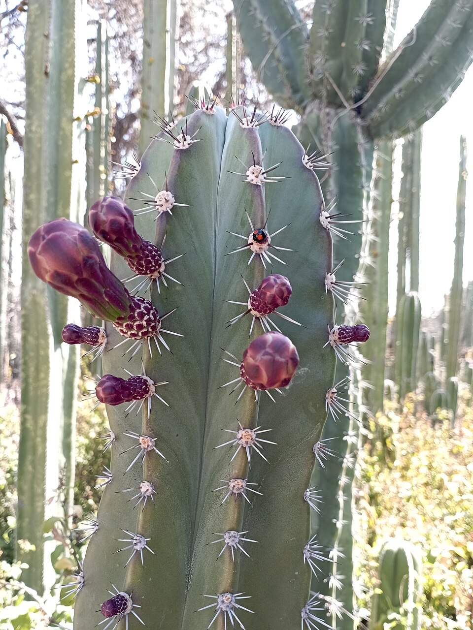 Stenocereus (Pitayas) (alternate view 4)