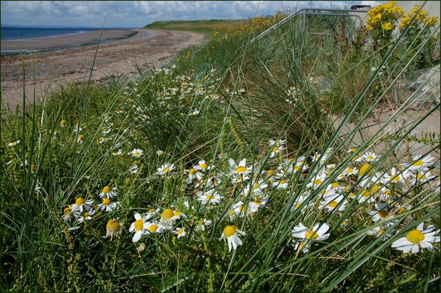 Tripleurospermum maritimum (Sea Mayweed)