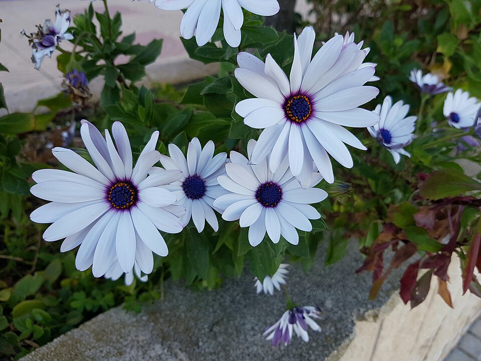 Dimorphotheca (Afro-Australian daisies) (alternate view 6)