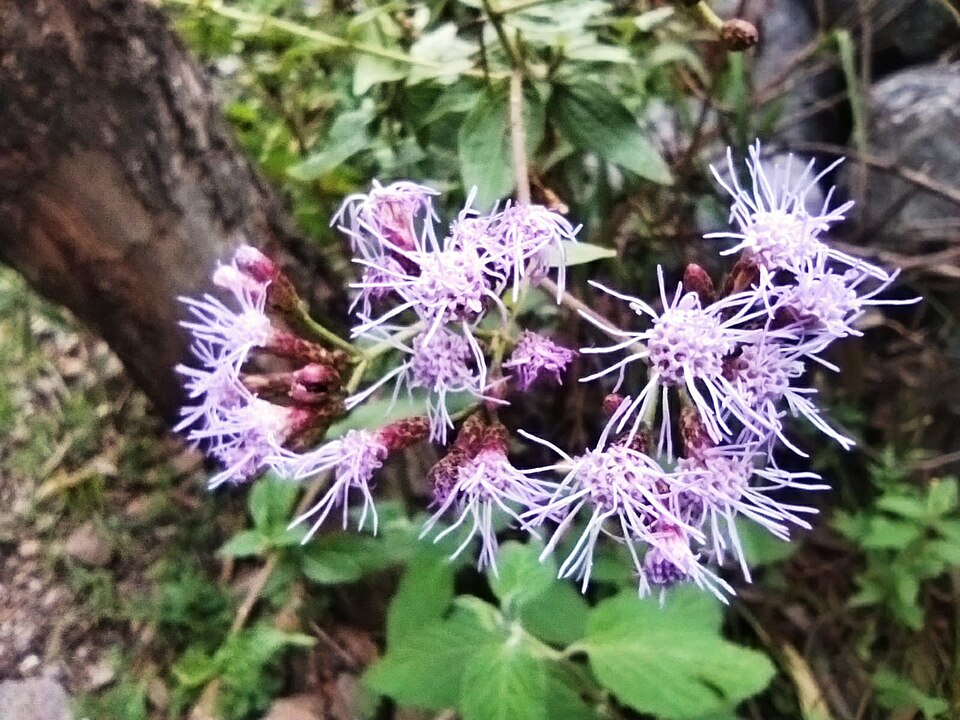 Chromolaena