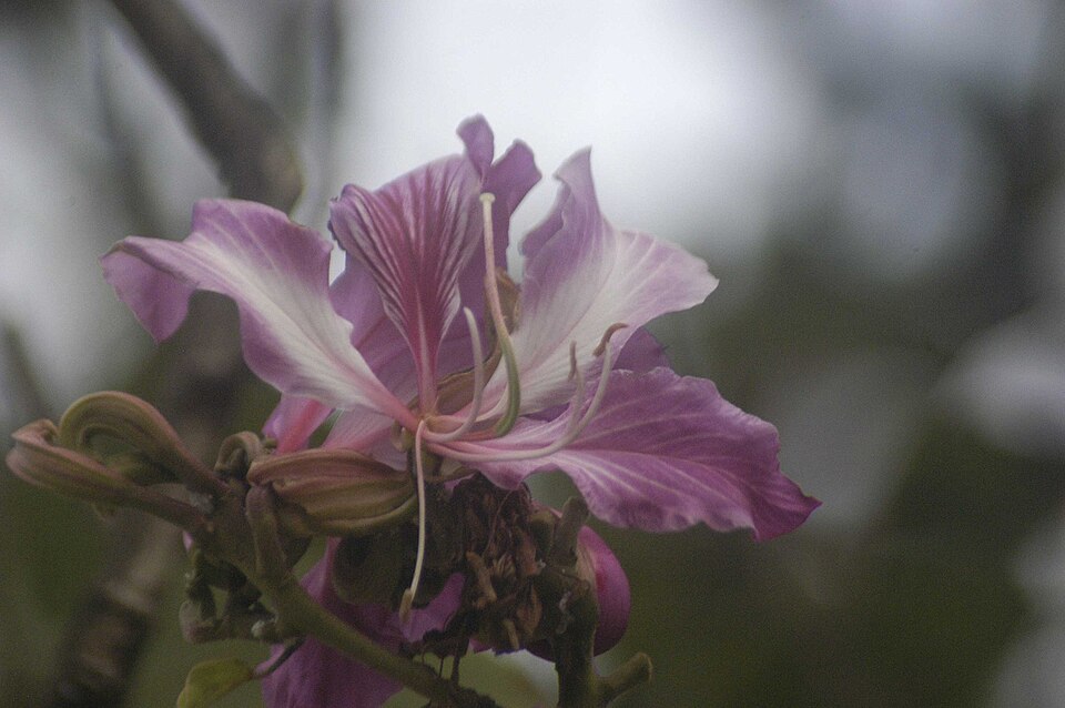 Bauhinia (Orchid Trees)