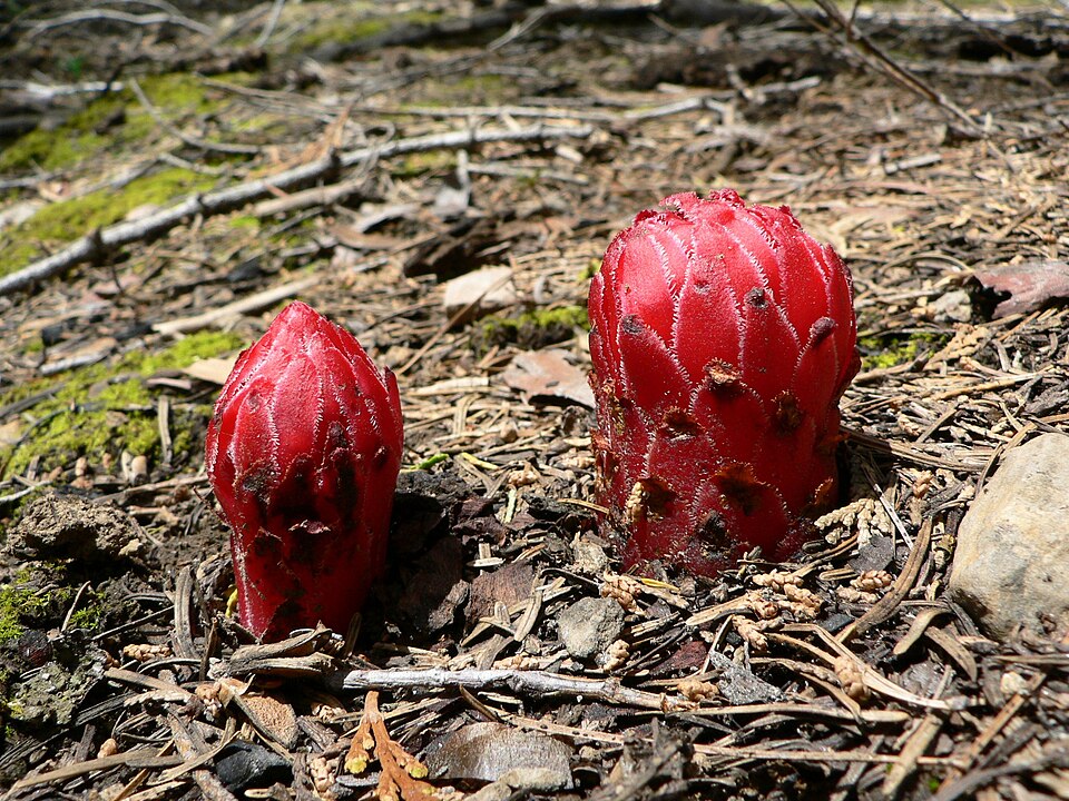 Sarcodes sanguinea (Snowplant) (alternate view 6)