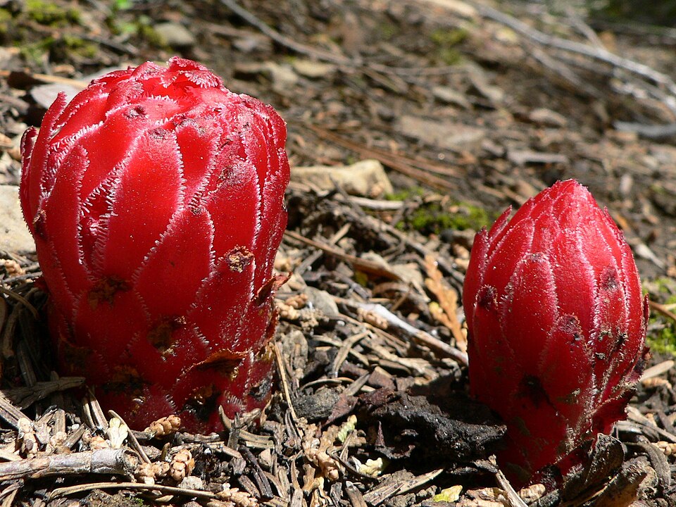 Sarcodes sanguinea (Snowplant) (alternate view 7)