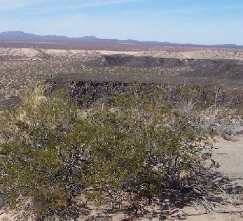 Larrea tridentata (Creosote Bush)