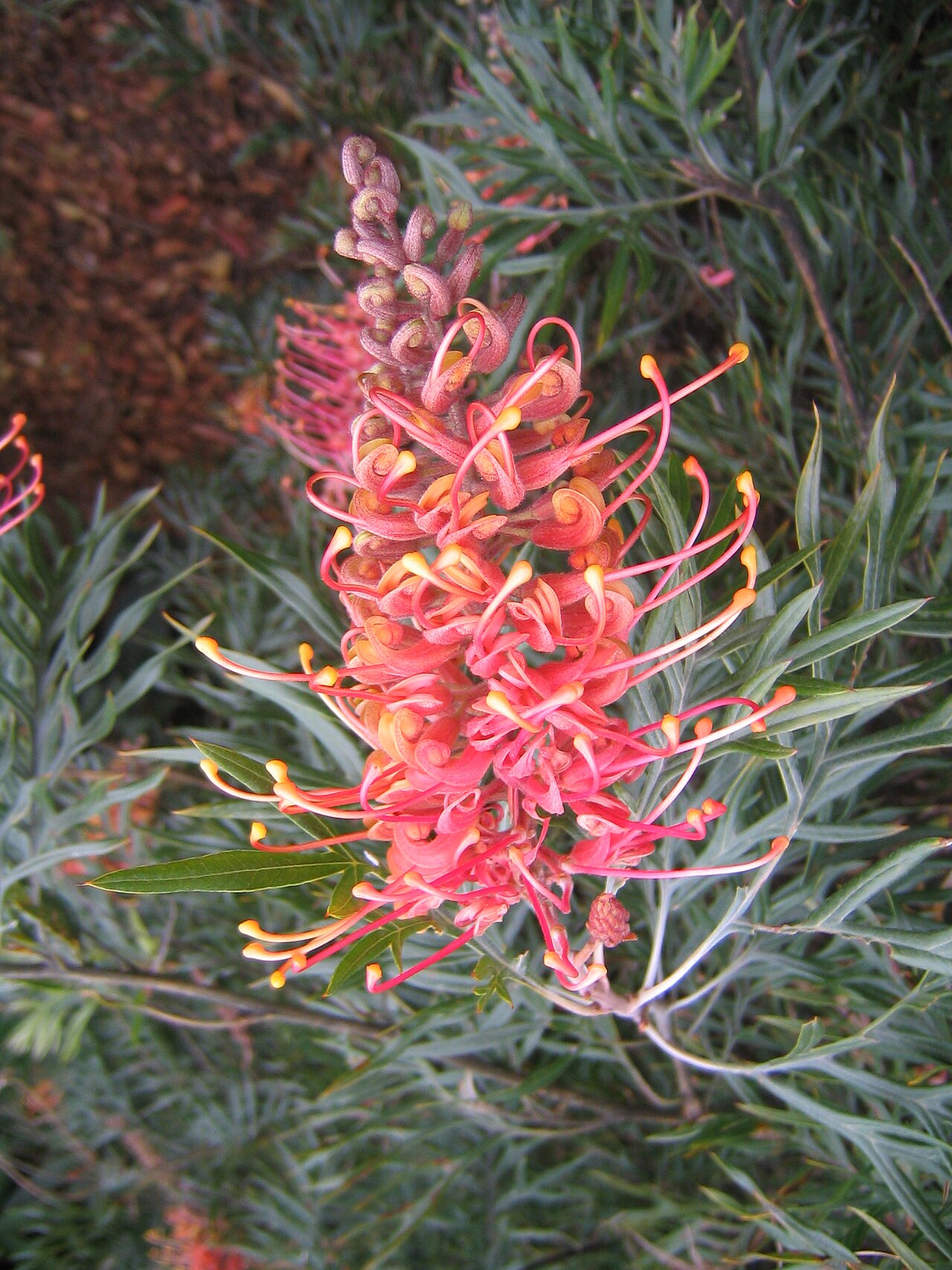 Grevillea spp., grevilleas — evergreen (Proteaceae) (image 11 of 15)