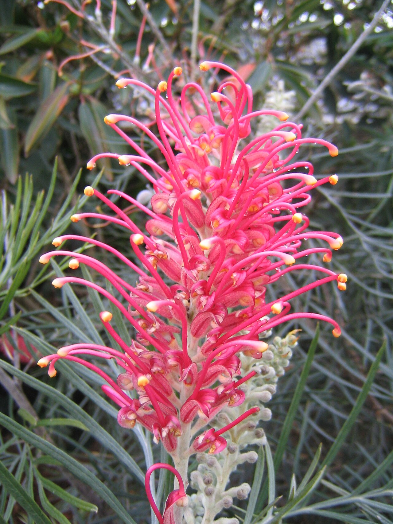 Grevillea 'Superb', Superb grevillea — upright evergreen (Proteaceae) (image 2 of 10)