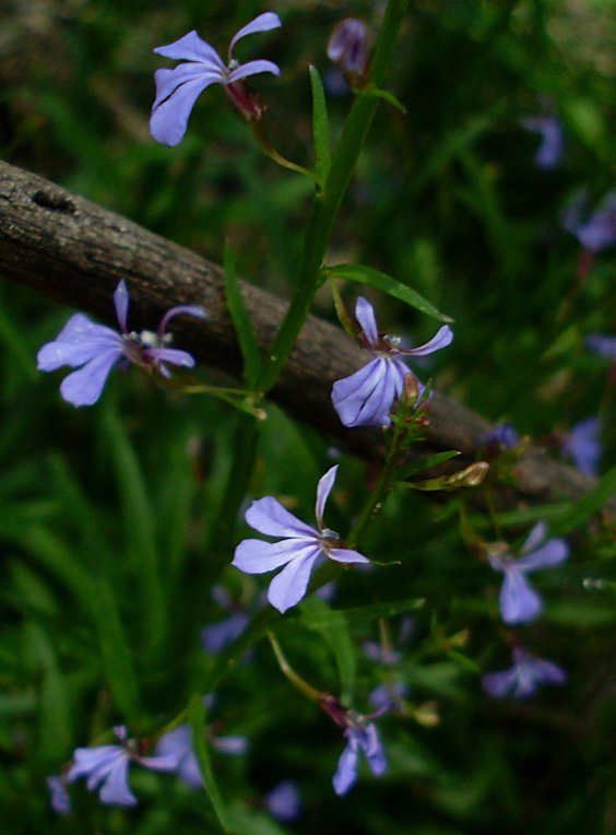 Lobelia anceps (angled lobelia) (alternate view 4)