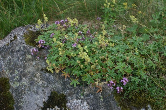 Alchemilla (Lady's-mantles) (alternate view 6)