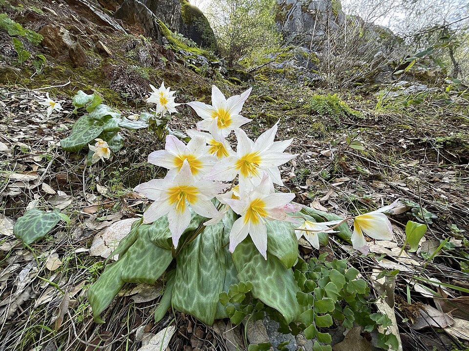 Erythronium (fawn lilies) (alternate view 5)